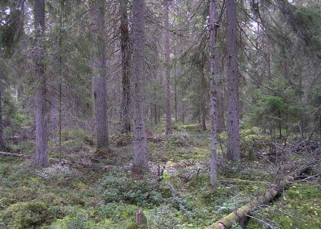 SABA Wind Oy Ab Brännsträsk vind 42 7.12 Fågelbestånd 7.12.1 Häckande fåglar Figur 37. En av de planerade vindkraftverken är belägen i en skog som befinner sig i naturtillstånd. I skogen påträffas bl.