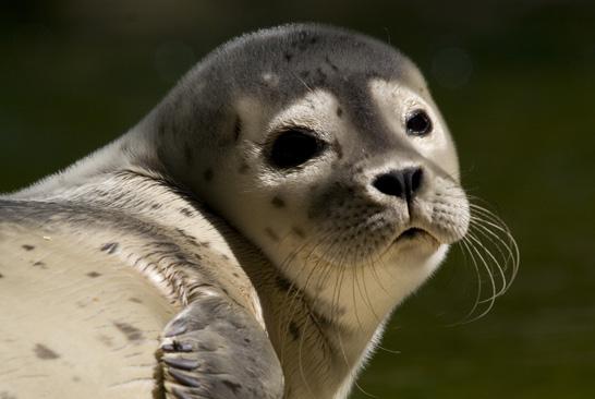 Jag lämnar inte spår eller skräp efter mig i naturen och stör inte skärgårdens ro.