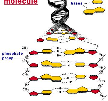 5. a) Beskriv strukturen hos DNA-dubbelhelixen(beståndsdelar och sammanhållande bindningar). Svar: 5.