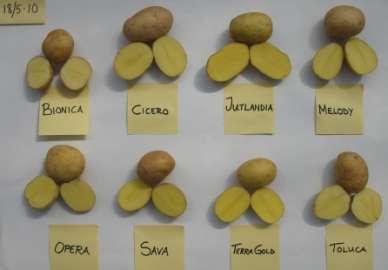 Ekologisk sortprovning av höstvinterpotatis Sommaren 2010 genomfördes fem ekologiska potatisförsök, försöksserien R7-7112, som finansieras av Jordbruksverket.