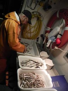 Foto: SLU Aqua Öring och röding fortsätter att öka Sommarens provfiske med bottensatta nät underlättades av det fina vädret. Då inget provfiske utfördes 2013 var många extra spända på årets fiske.