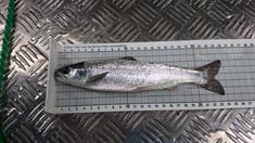 De flesta fiskätande arter fortsätter också att öka, särskilt tydliga positiva trender finns för röding och öring men även för lake.