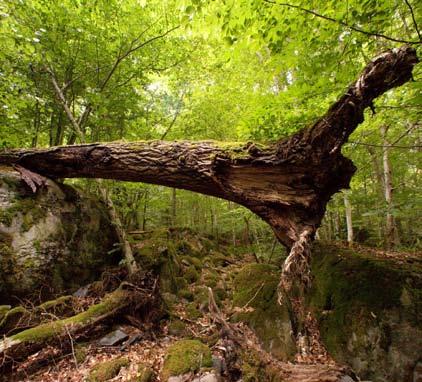 I Ekopark Raslången finns 11 bestånd med mer eller mindre stort inslag av tallar över 160 år, vilket motsvarar 64 ha eller drygt 5 procent av skogsmarken. Tallens maxålder är uppmätt till 300 år.