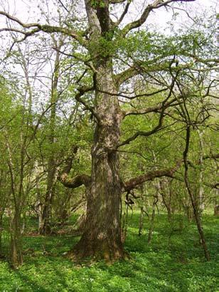 Naturvärdesträd Tabell 2 visar antalet naturvärdesträd per 100 hektar. Av tabellen framgår det att vanligaste naturvärdesträdslaget är ek följt av bok, tall, al, asp och björk.