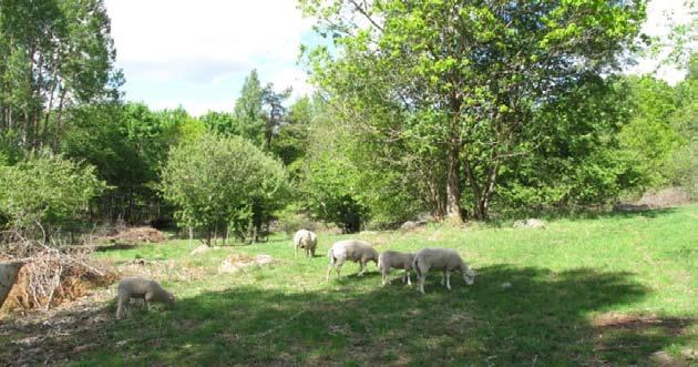 Får på bete. För att återskapa goda förutsättningar för de arter som gynnas av bete pågår idag ett betesprojekt för att öppna upp marken kring lämningarna av gården Västervik. Foto: Per Petersson.
