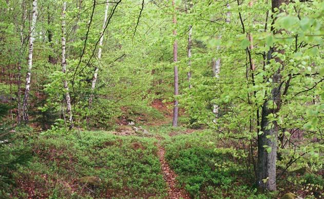 4. Naturvårdsmål i Ekopark Raslången Ekologiska målbilder Som ett resultat av fältinventeringen och de efterföljande landskaps- och mångfaldsanalyserna har ett antal ekologiska målbilder för