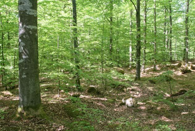 Blivande ädellövnaturskog. En betydande del av naturvårdssatsningen i Ekopark Raslången utgörs av befintliga och blivande ädellövnaturskogar.