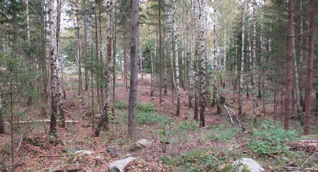 Naturvårdsskogar - NO och NS Inom naturvårdsskogarna skiljer man på orörda och skötta bestånd se nedan.