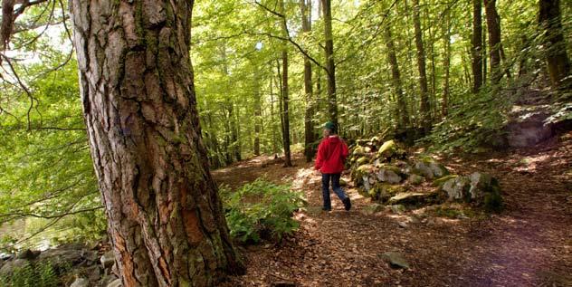 7. Upplevelsevärden i Ekopark Raslången Upplevelsevärden Ekopark Raslången är ett naturskönt område rikt på intressanta miljöer, vilket gör området attraktivt för friluftslivet.