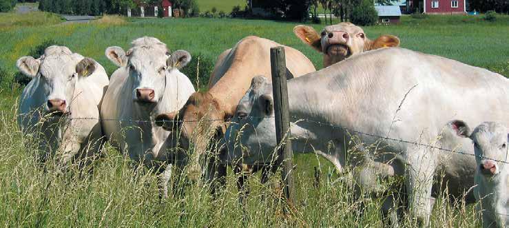 verksamhetsredovisning Kommunstyrelsen Framtid Falköpings kommun har beslutat att satsa extra medel för att öka andelen biogasbilar i den egna fordonsparken.