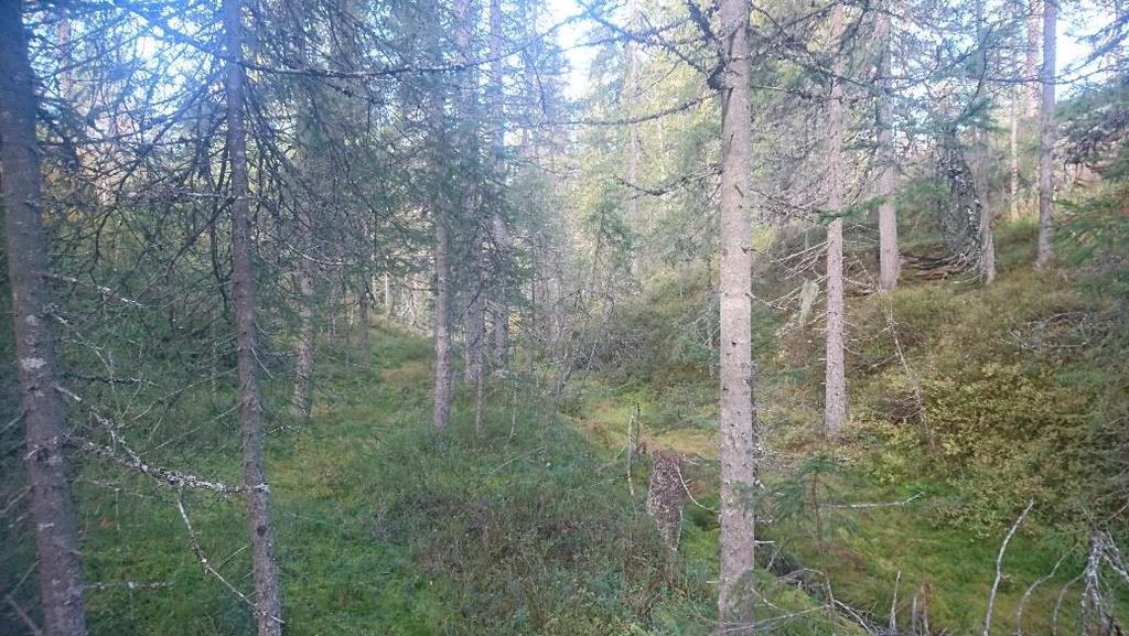 Malung-Sälen Västra Tandö 8:4 2018-10-15 Sida 4 av 8 Malung-Sälen kommun Nyckeltal En mer detaljerad beskrivning av skogens sammansättning framgår av bilagorna om skogstillstånd och