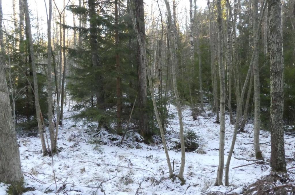 aspvedgnagare (Ptilinus fuscus). Vedlevande, säsongsbundna svampar kan förväntas. N1. Åtgärdsförslag Naturvärdesobjektets naturvärden omintetgörs sannolikt vid eventuell byggnation.