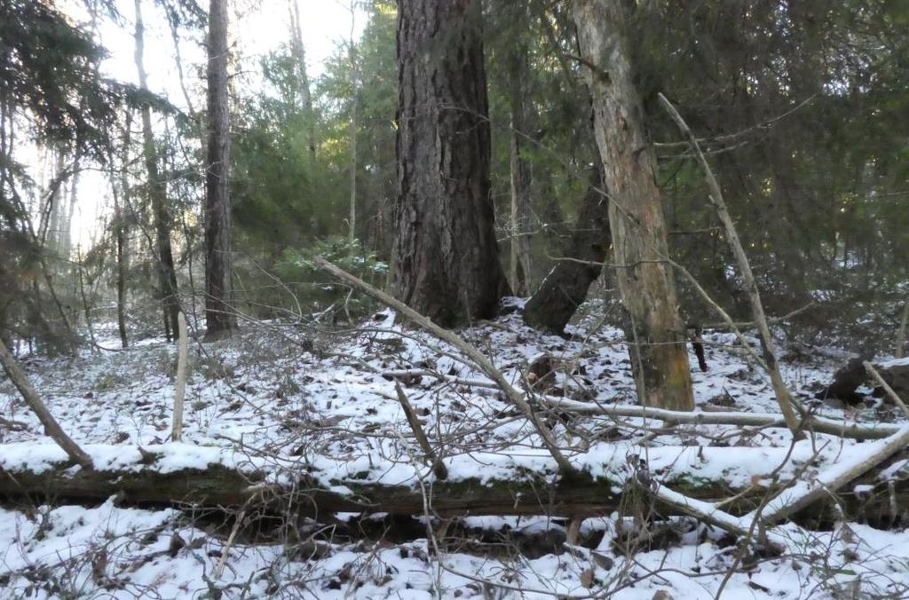 N2. Naturvårdsarter Inga naturvårdsarter påträffades under inventeringen. N2. Åtgärdsförslag Naturvärdena är begränsade och inte omistliga. N3.