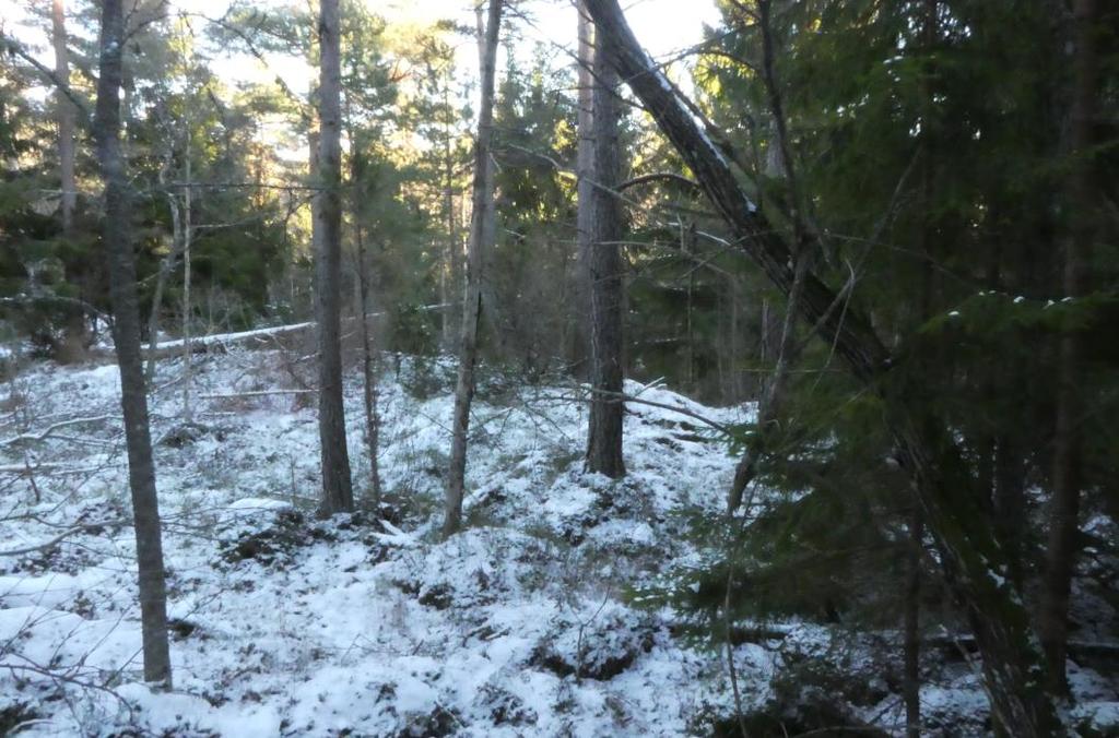 under växtsäsong. Potentialen för fortsatt etablering av vedlevande mossor bedöms som stor. Området kommer att registreras som en nyckelbiotop. N3.