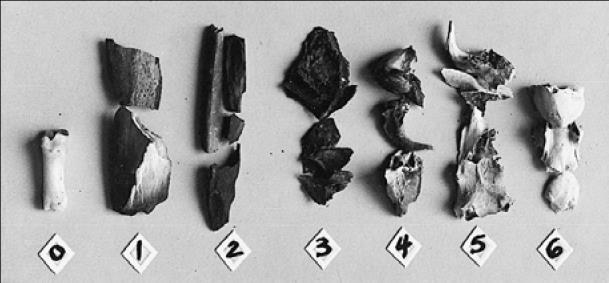 Osteoarkeologisk Undersökning Den arkeologiska undersökningen utfördes av Murberget, Länsmuseet Västernorrland.