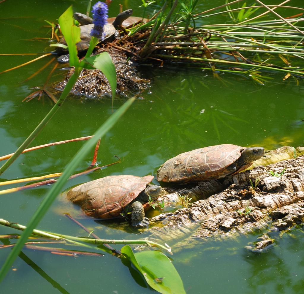 Här kan du köpa honung från Amazonas. Vi gör sedan strandhugg vid Ponta Grande, en sagolik öde vit sandstrand av finkornigaste sand som i kombination med det klara vattnet inbjuder till ljuvliga bad.