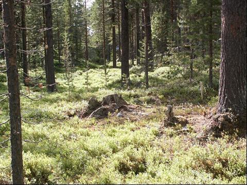 10 Frågan är hur mycket av den registrerade maximala effekten 202 % som kan uppnås genom en manuell insats av en trädmärkare, i det fall att skogen är laserskannad och det redan föreligger ett