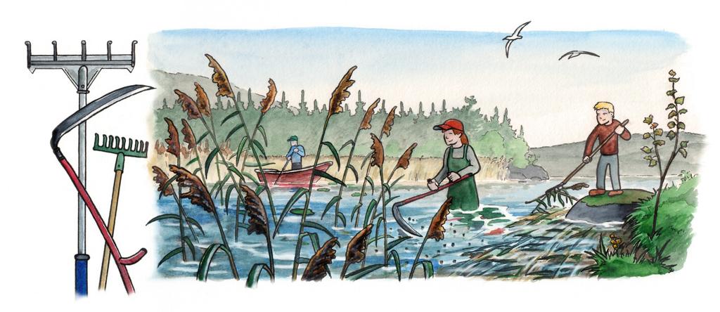 Skörda vass Vass fungerar som ett biologiskt filter Tar upp näring ur