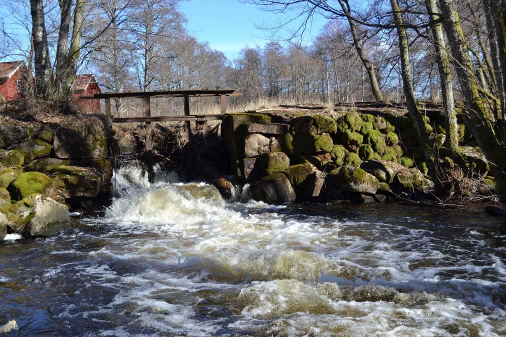 Rinnande vatten Många arter beroende av rinnande/forsande vatten Som vattenkraften bedrivs idag har den stor negativ