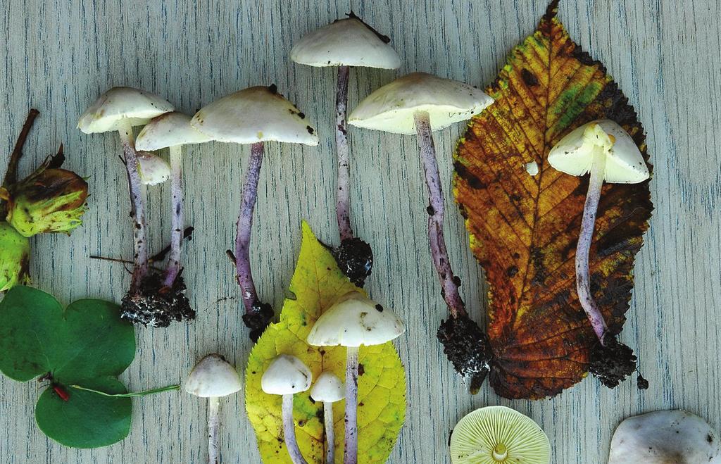 Fördjupad artinventering (NVI) av naturvårdsarter av svampar i område berört av utvidgning av