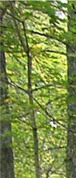Pro Natura