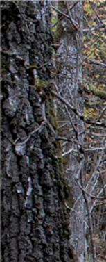 Pro Natura f områd den