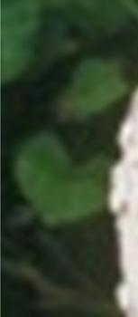 är en ovanlig