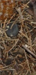 Pro Natura Pluteus nanus