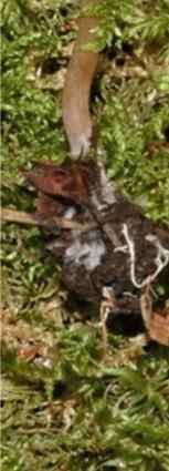 Västergötland påträffas dystersoppen