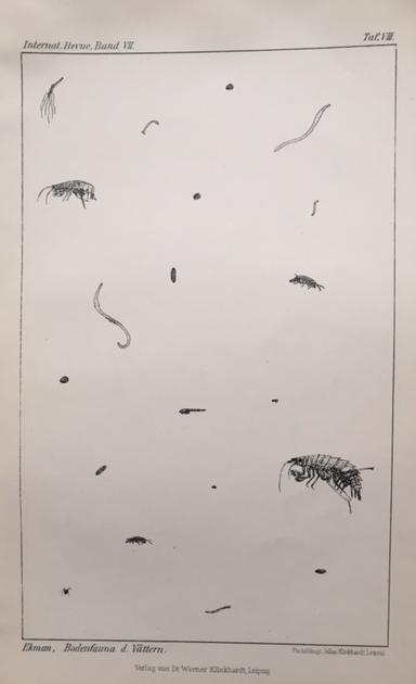 universitetet i Neüchatel, sedermera professorn Etienne Piguet. Efter identifiering bevarades flertalet prover på Riksmuséet i Stockholm. 1992 undersöktes proverna återigen av dr.