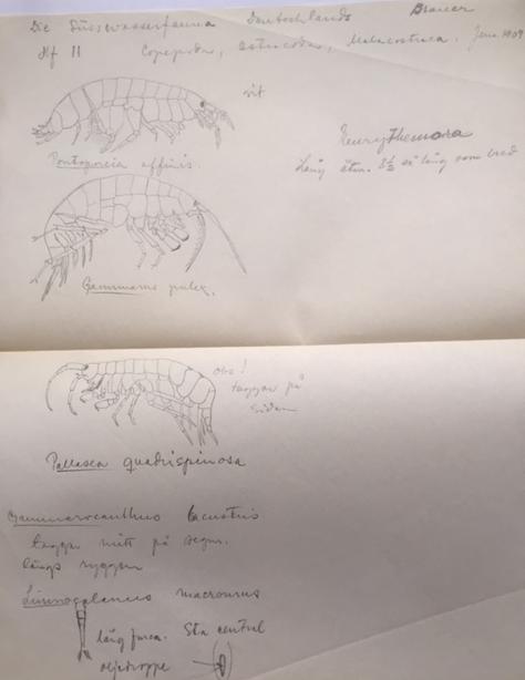 Figur 11. Blyertskiss troligtvis utförd av Sven Ekman själv. Skissen låg ihopvikt inne i hans eget exemplar av monografin.