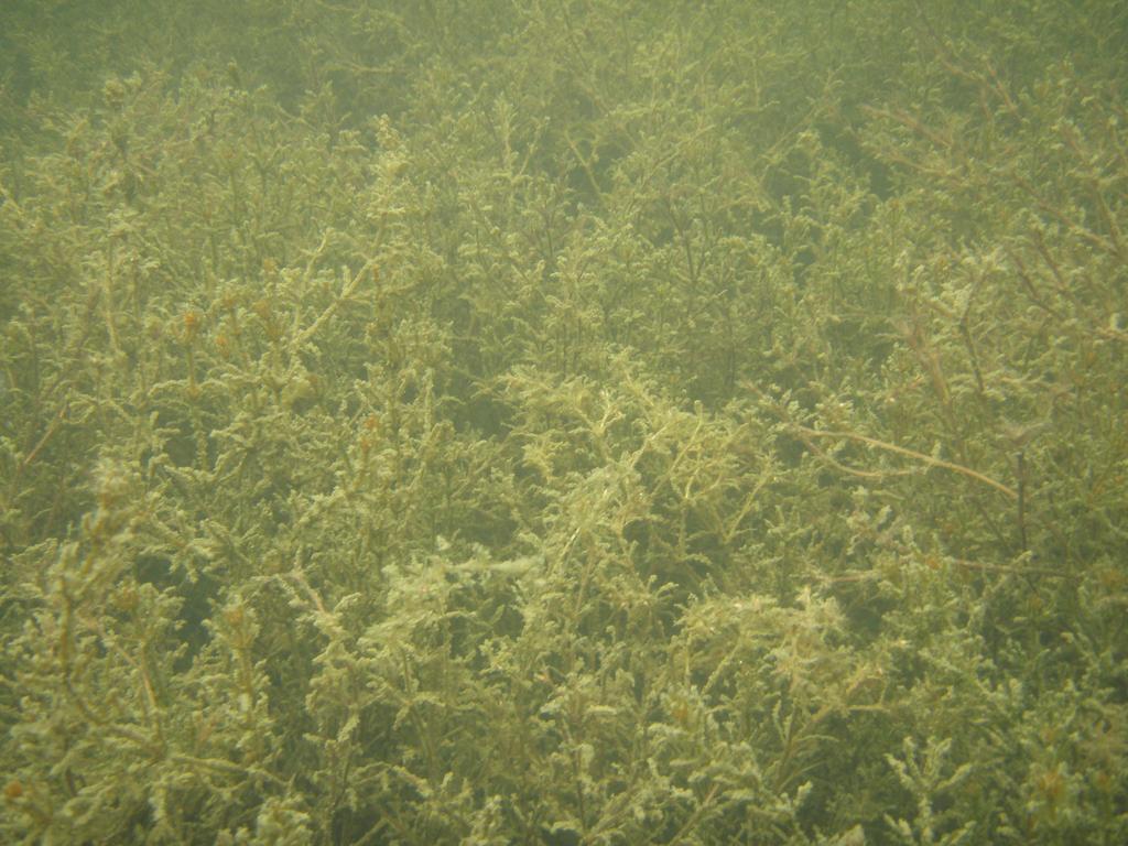 Identifiera viktiga sikleklokaler i västra Öregrundsgrepen i samråd med kustboende. Undersöka och beskriva de kustmynnande vattendragen i området samt ta fram en plan för biotopvård.