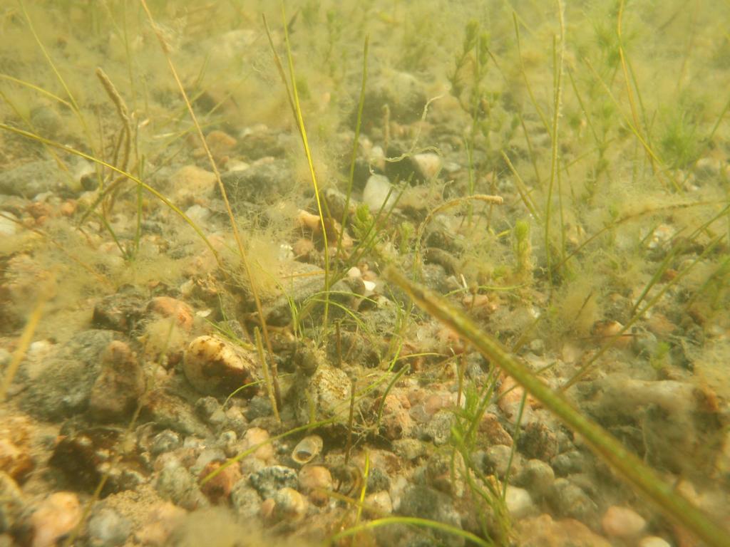 Under 2010 koncentrerades insatserna till naturreservaten Skaten-Rångsen och Kallriga i västra Öregrundsgrepen (Figur 4).