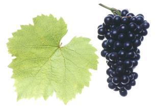 Österreich Wein (Österrike) Bort med de kanadensiska tullarna? Skål för det! Österreich Wein Marketing hjälper till att främja försäljningen av österrikiska viner både hemma och utomlands.