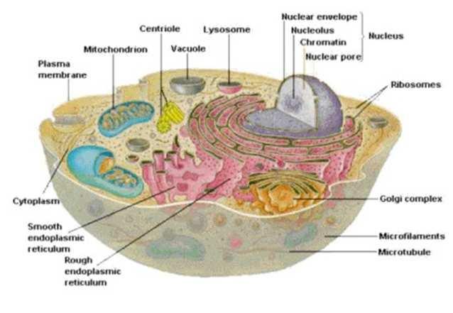 Cellen 12 biljoner celler i kroppen På 1 dygn bildas 50 miljoner nya hudceller På 1 vecka är hela tarmslemhinnan på ca 300 m²utbytt På 4 månader är alla