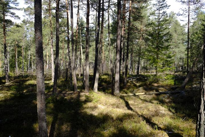 4.1 Delområde A Delområdet består av öppen tallskog på risbotten, blåbärstyp. I området finns fuktigare sänkor och torrare hällar.