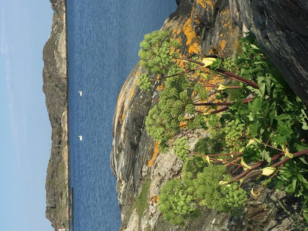 Havet, det öppna landskapet och kulturen tillhör Tjörns unika värden som ledande ö-kommun.