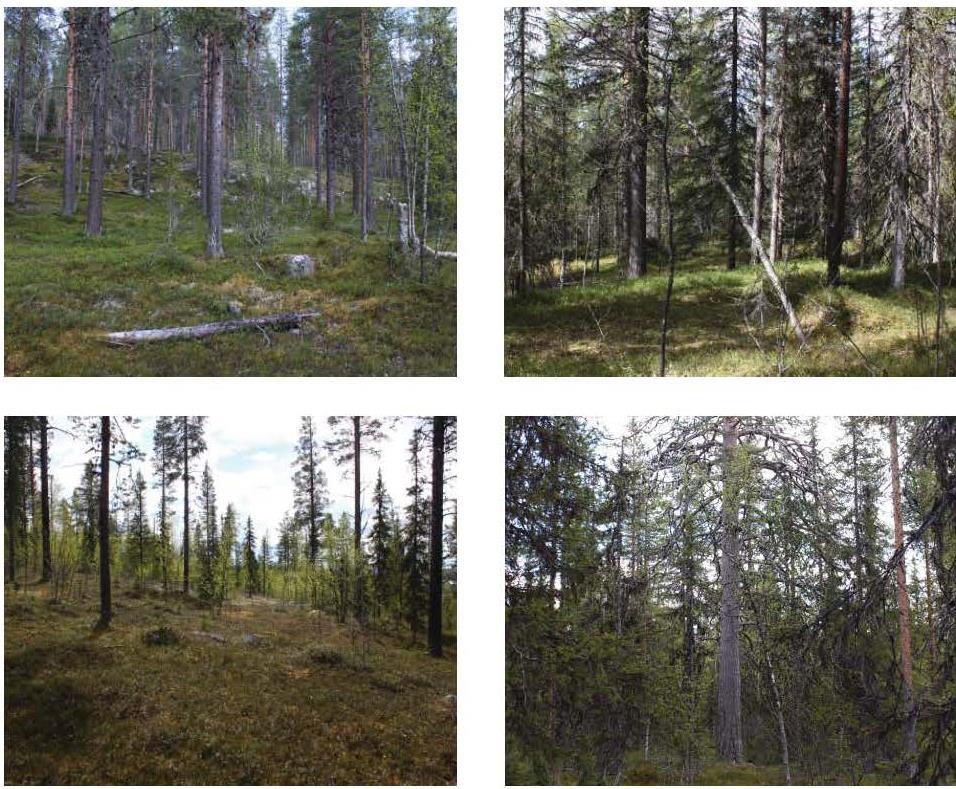 Harrträsket ingår i Kalixälvens huvudavrinningsområde och ligger inom Natura 2000-området Torne- och Kalix älvsystem. Ca 1 km öster om planområdet ingår även bäcken Spännajoki i Natura 2000-området.