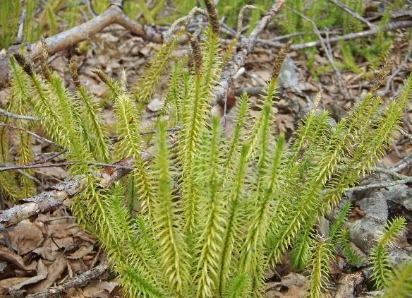 Vatten I avrinningen från sjön Harrträsket som ligger 500-1km meter söderut om utredningsområdet finns en känd förekomst av flodpärlmussla, i Spännajoki finns ingen känd förekomst och få