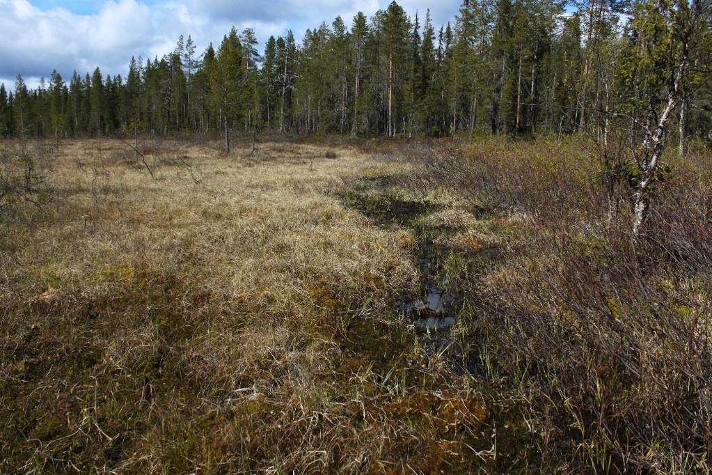 E. Öppen våtmark med inslag av rikare vegetation: Biotopvärdet är påtagligt då våtmarken är opåverkad inom objektet och variationsrik med torrare mossepartier och ett rikkärrsstråk med genomströmmade