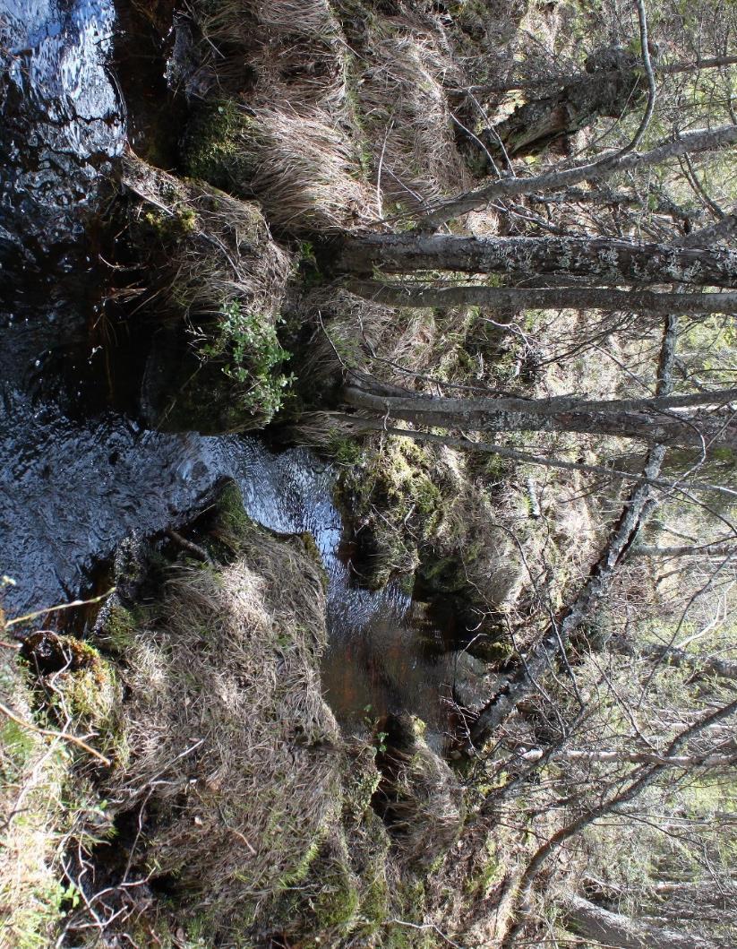 Figur 10: Spännajoki rinner genom sumpskog.