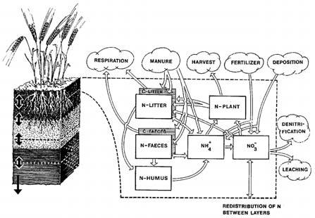 SOIL-SOILN modellerna Under mitten av 80-talet utvecklades simuleringsmodellen SOILN (Johnsson et al., 1987) som beskriver kvävets dynamik och förluster i åkermark (Figur 2), vid SLU.