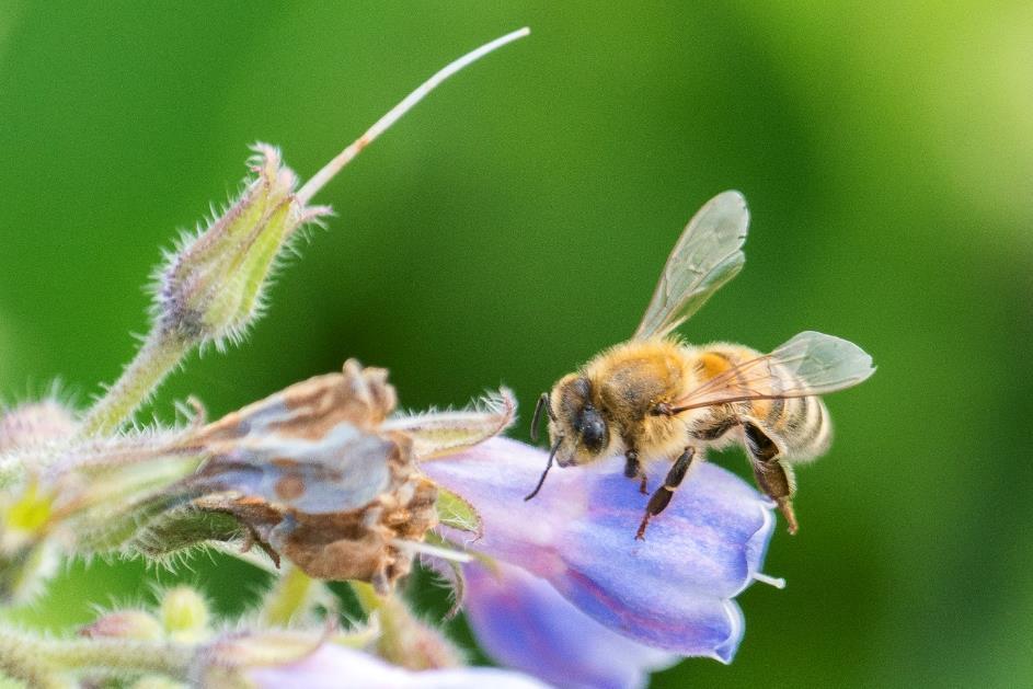 Sommaren 2018 Sommaren 2018 var mycket varm och torr vilket påverkade biodlingen på olika sätt beroende på var bigårdarna var placerade.