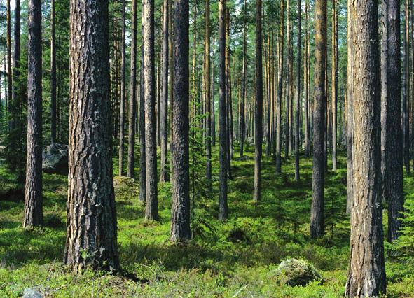 Västra Kustens Skogsägare (VKS) utformas alltmer till en avdelning av den estniska skogsägareföreningen Läänemaa Metsaühistu (LM).