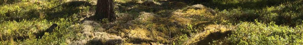 med ett uppskattat virkesförråd om totalt ca 2 582 m3sk.