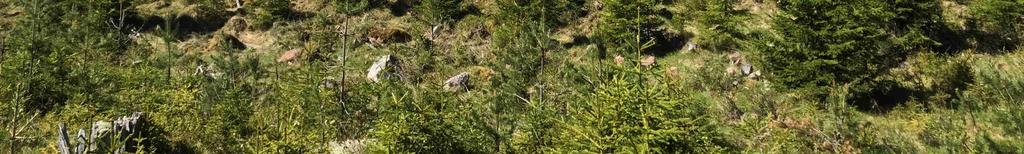Efter anbudstidens utgång kan säljaren fritt anta inkommet skriftligt anbud eller erbjuda anbudsbudgivare att delta i en efterföljande förhandling/budgivningsauktion.