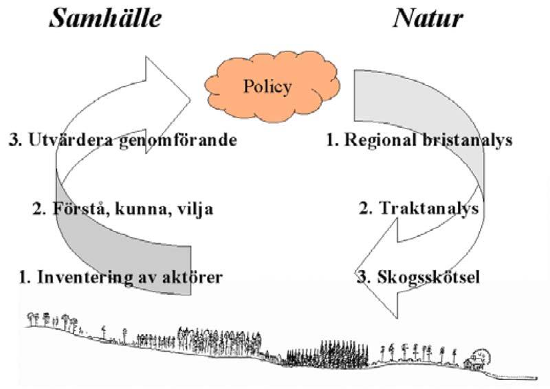 Som bas för dessa prioriteringar valde Sveaskog att använda de arbetsmodeller (bristanalys, traktanalys och tröskelvärdesindex både mellan och inom landskapsplanerna) som utvecklats inom projektet