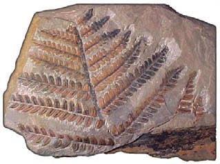 evolution. Mountains have a direct impact on biodiversity. They act as barriers to some organisms and bridges to others.