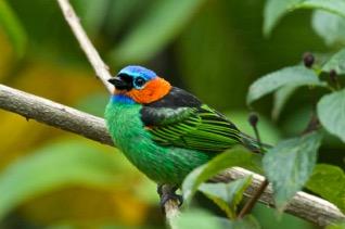 BIODIVERSITY