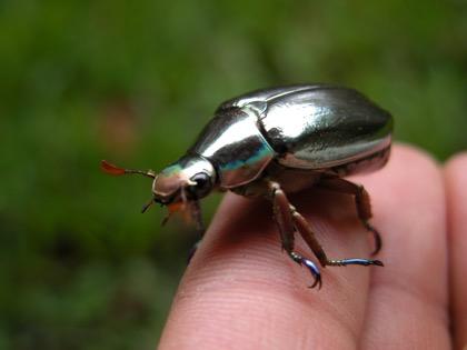 Sydamerikanska insekter: 3 000 000 arter.